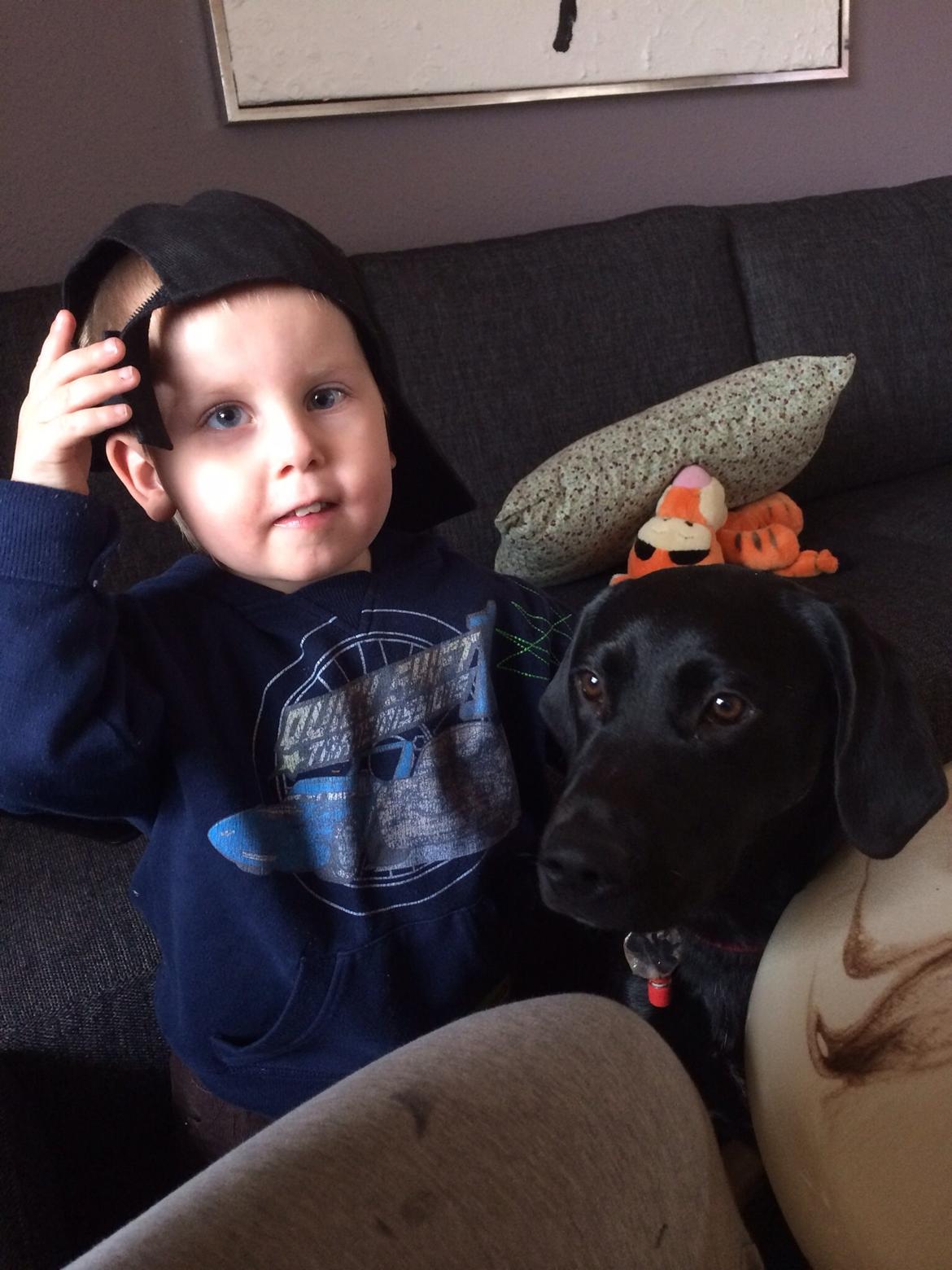 Labrador retriever Yoda billede 12