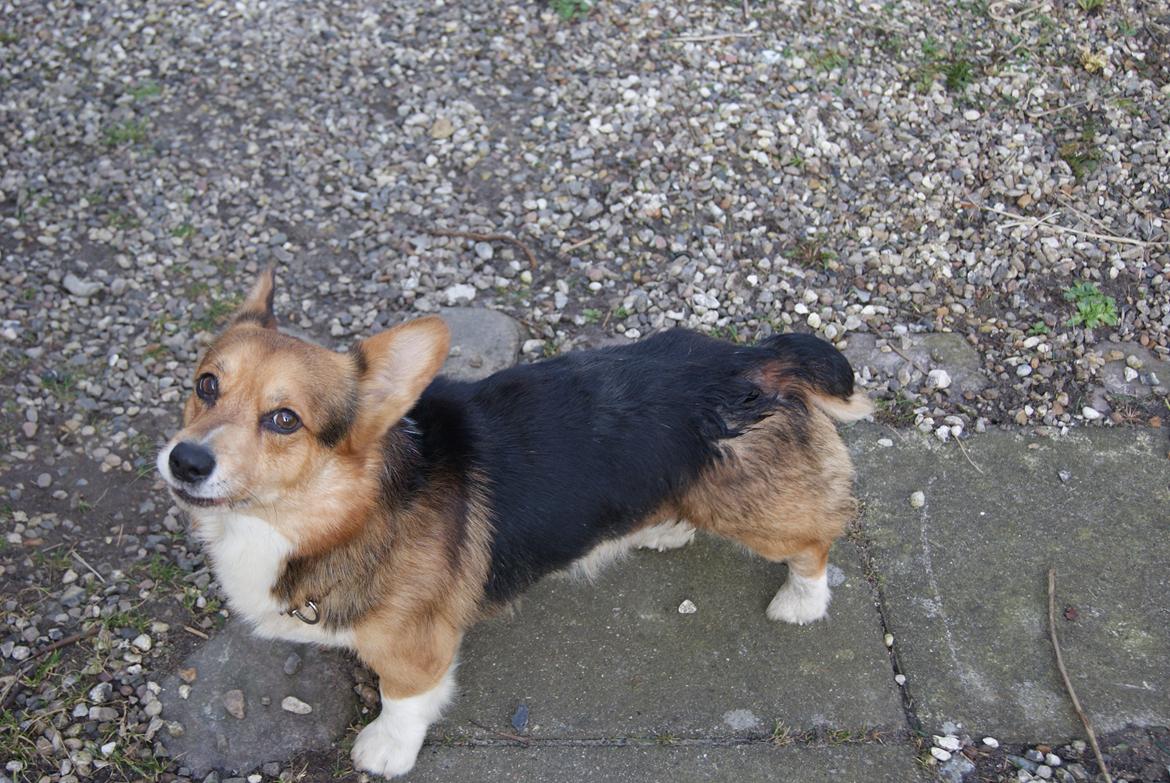 Welsh corgi pembroke Gaucho billede 6