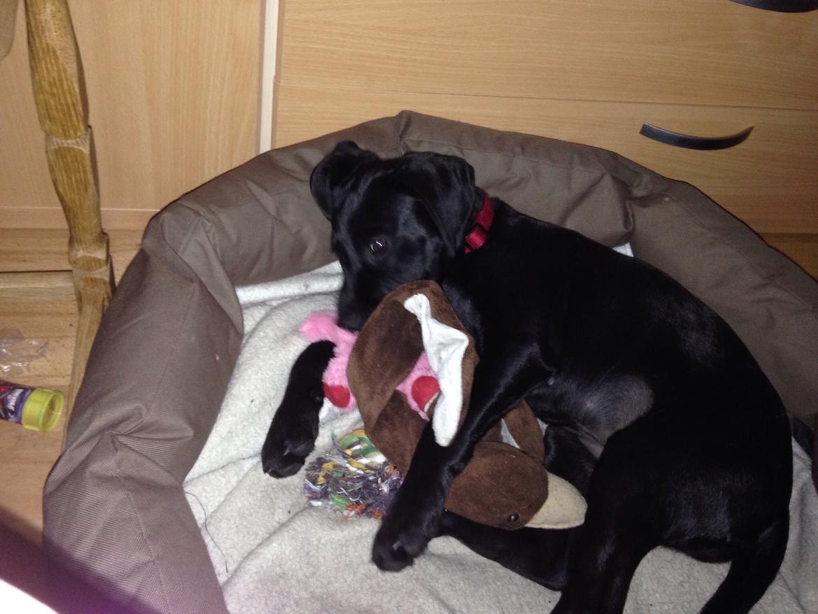 Labrador retriever Yoda billede 13