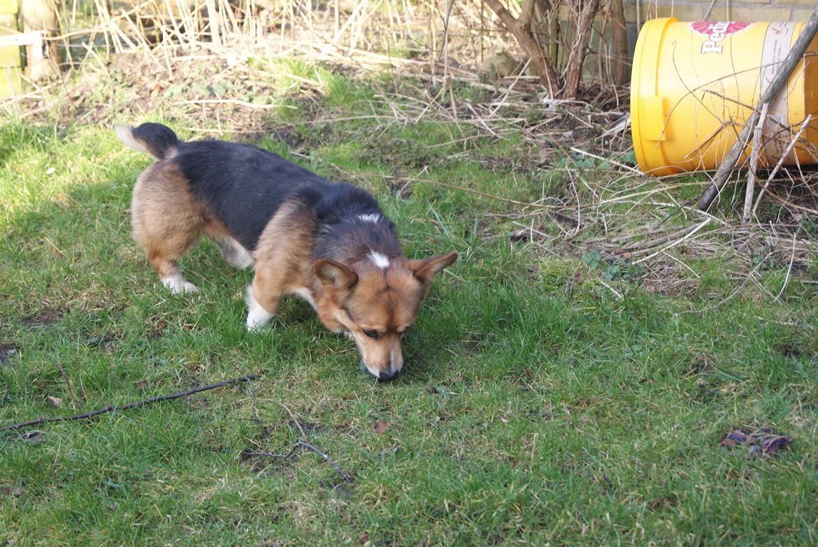 Welsh corgi pembroke Gaucho billede 12