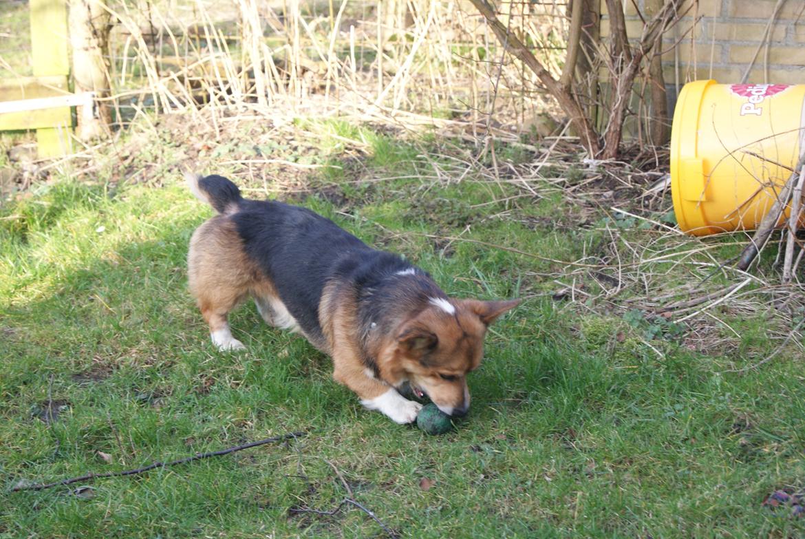 Welsh corgi pembroke Gaucho billede 14