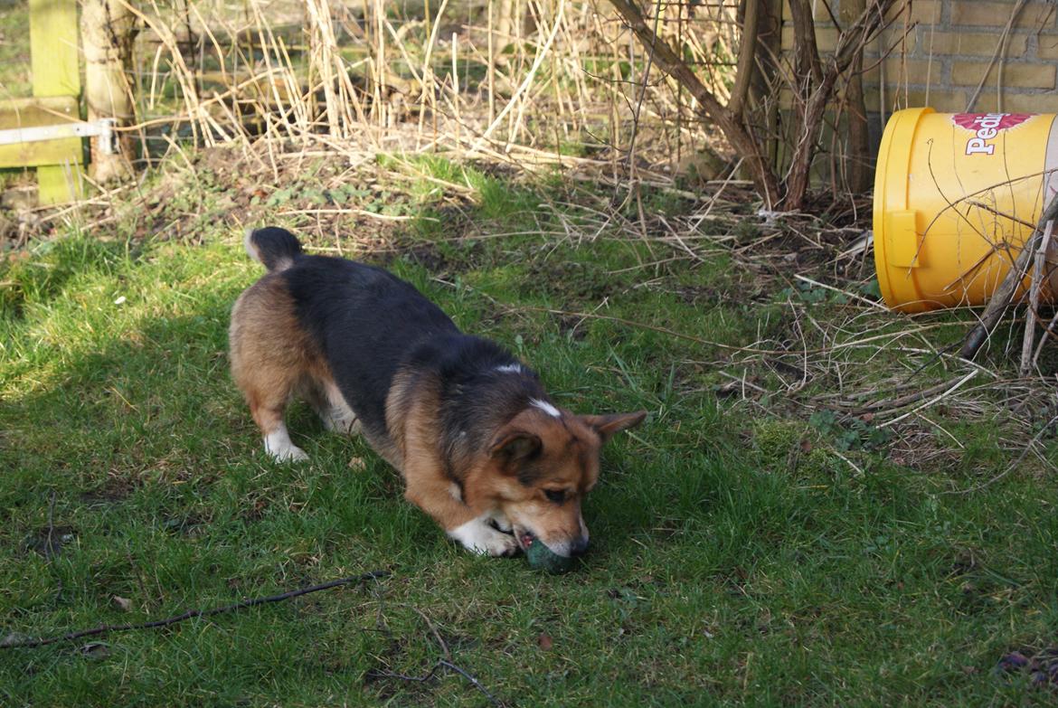 Welsh corgi pembroke Gaucho billede 15