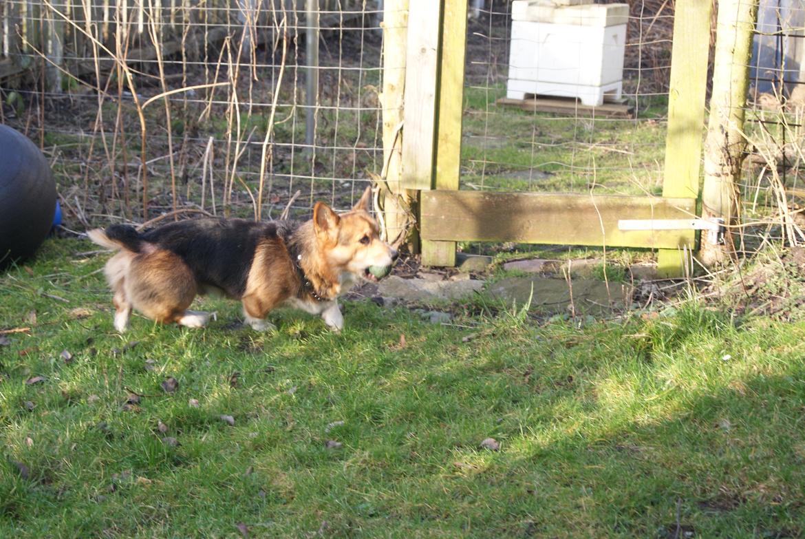 Welsh corgi pembroke Gaucho billede 13