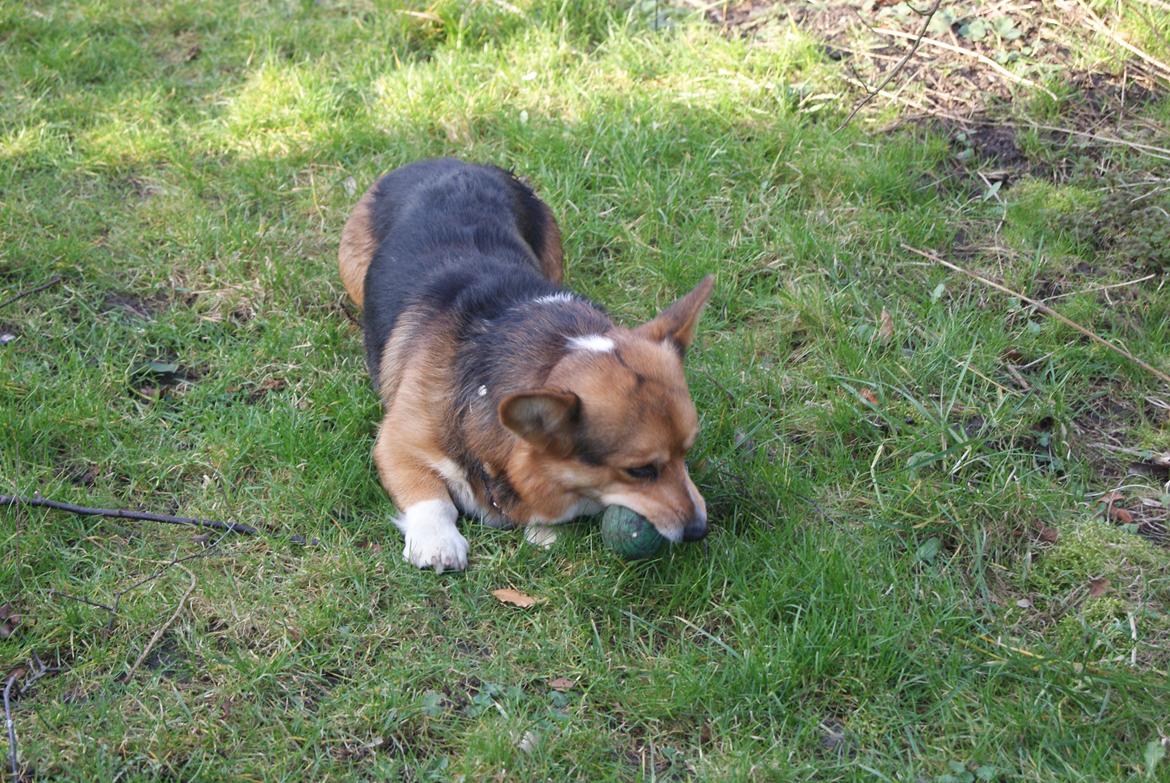 Welsh corgi pembroke Gaucho billede 17