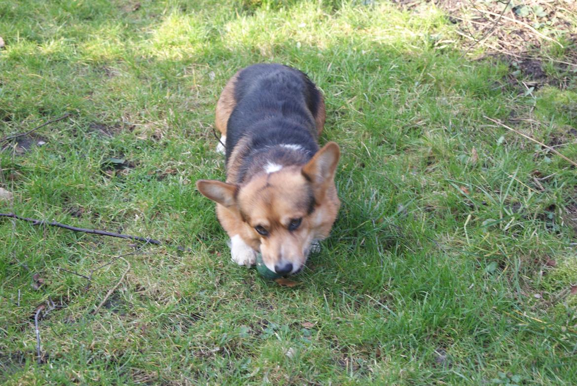 Welsh corgi pembroke Gaucho billede 16