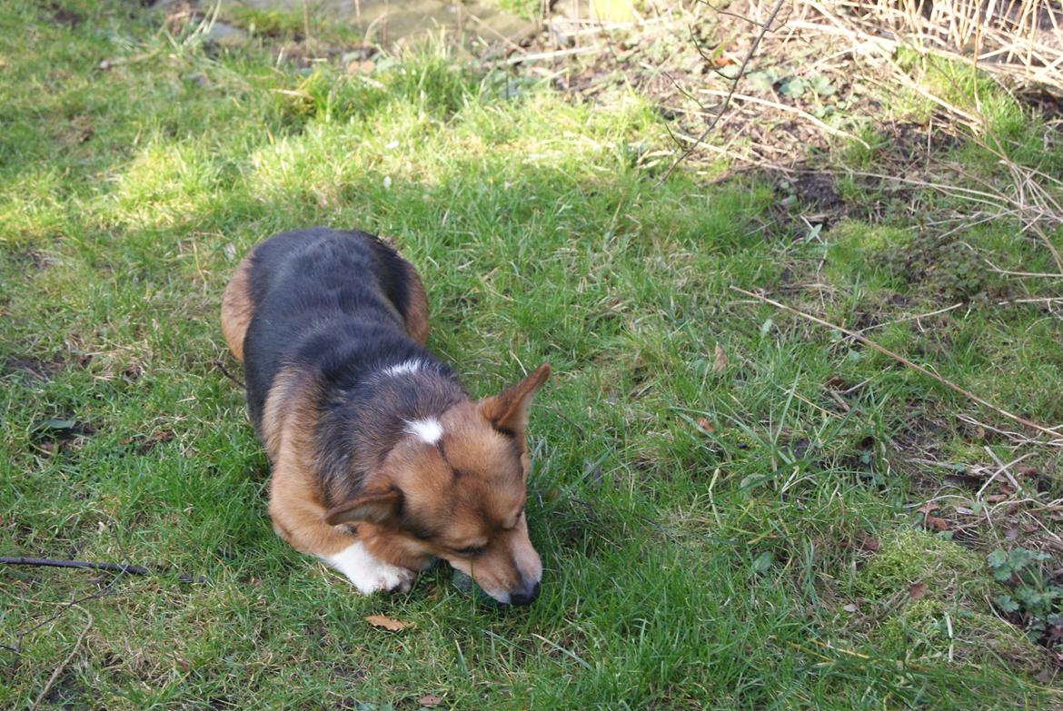 Welsh corgi pembroke Gaucho billede 18
