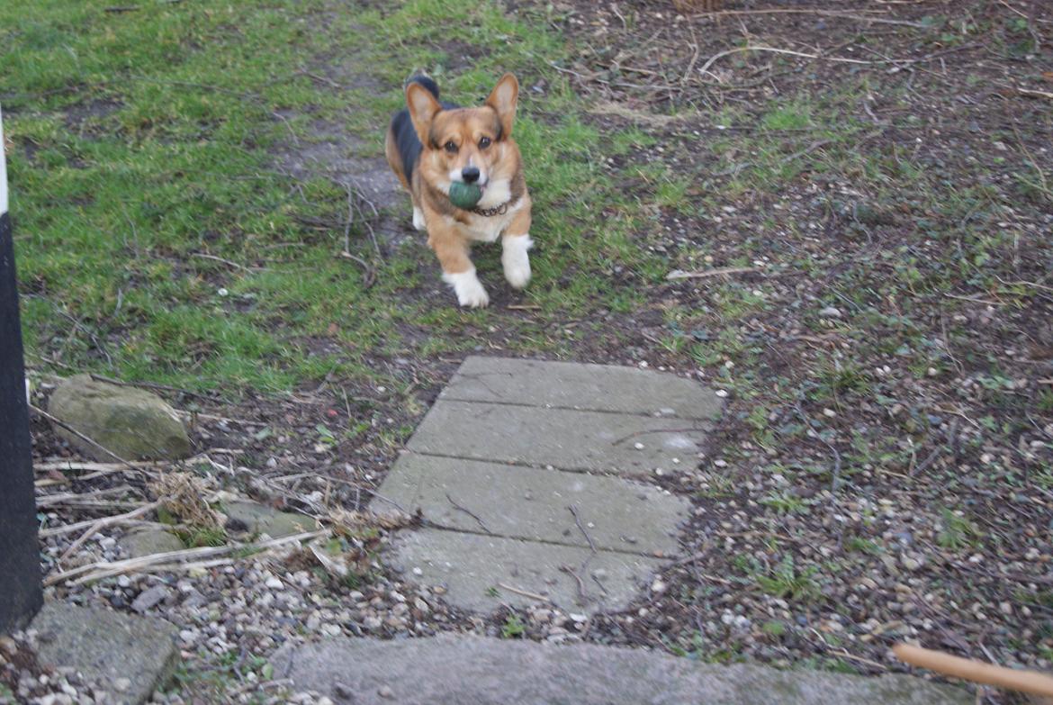 Welsh corgi pembroke Gaucho billede 19