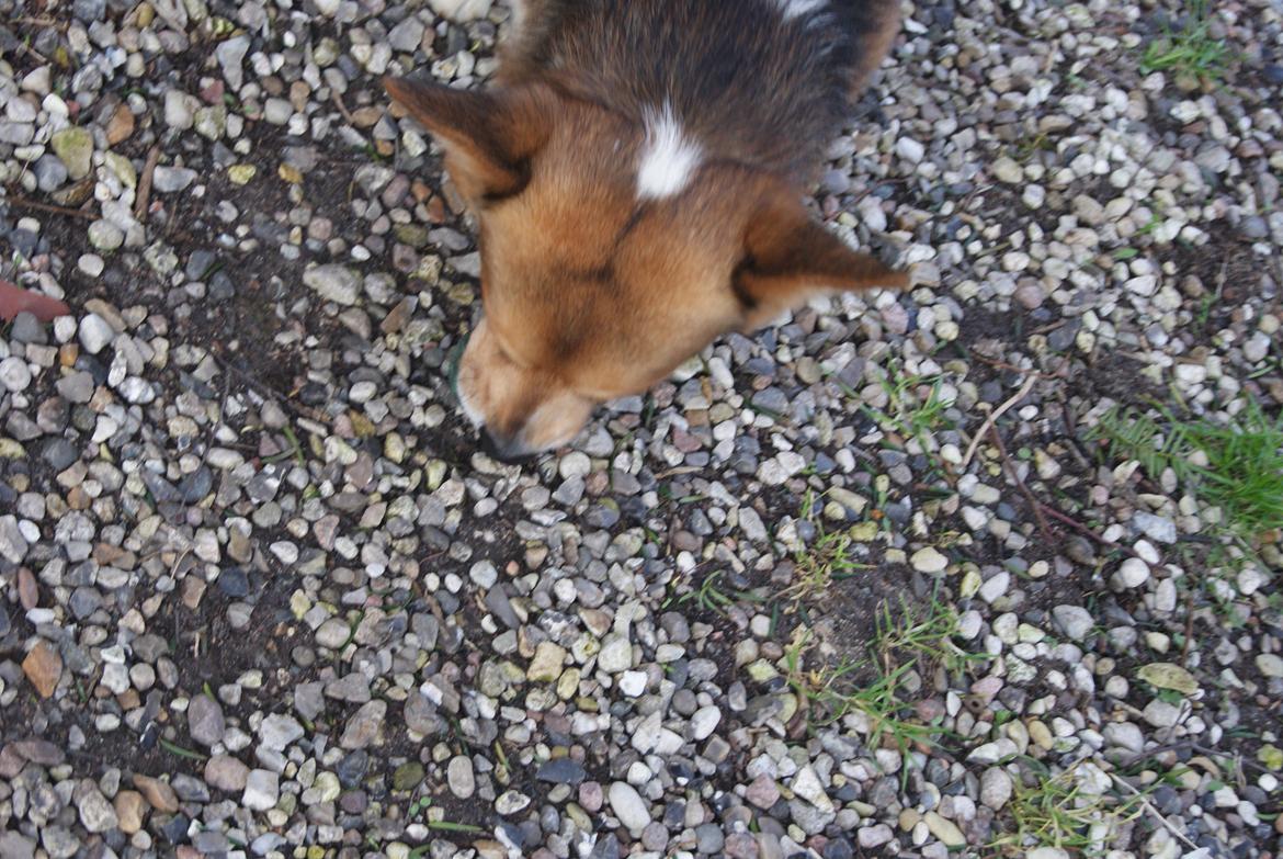 Welsh corgi pembroke Gaucho billede 21