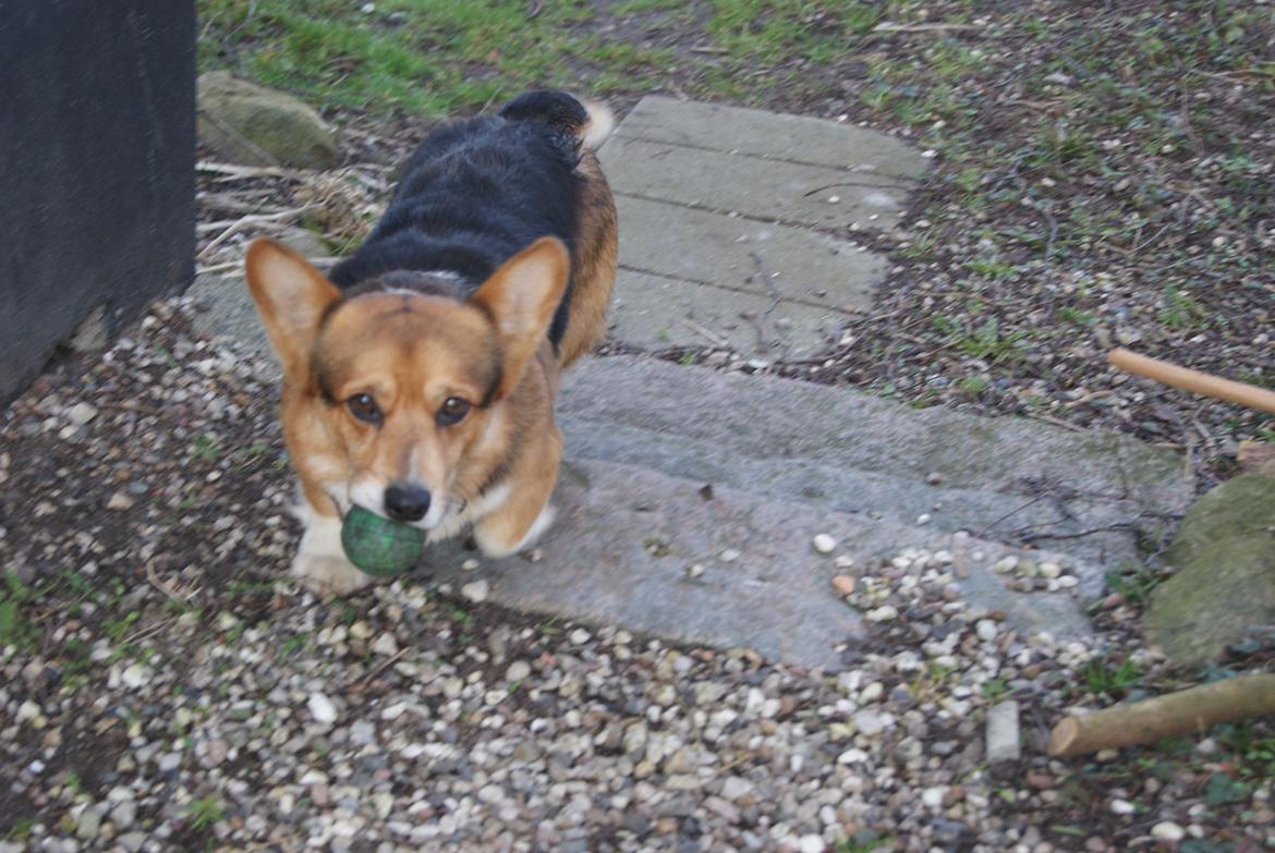 Welsh corgi pembroke Gaucho billede 20