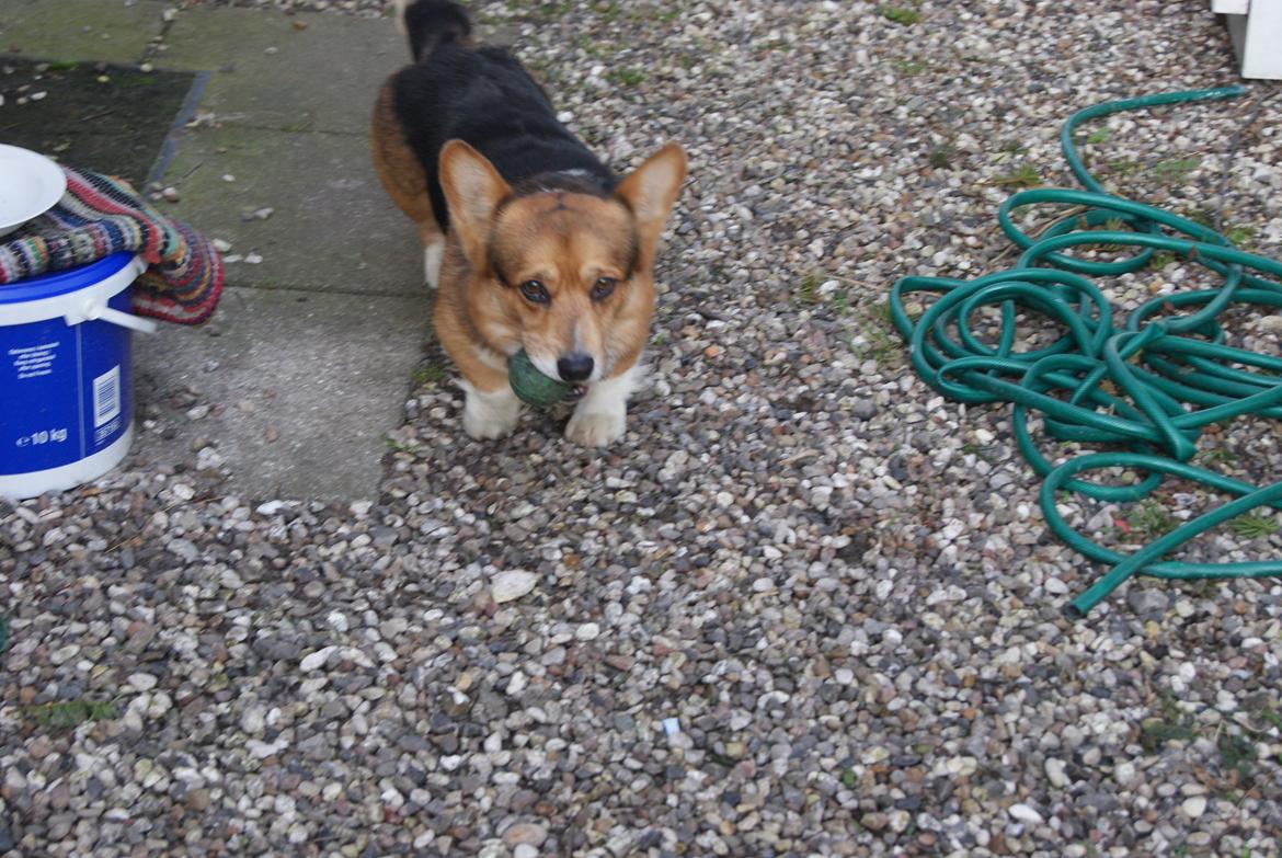 Welsh corgi pembroke Gaucho billede 22