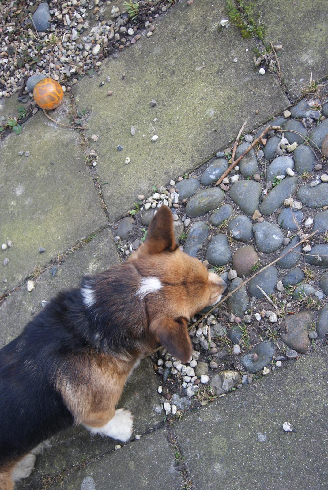 Welsh corgi pembroke Gaucho billede 23
