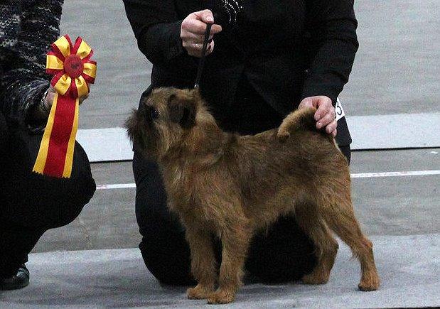 Griffon bruxellois Belle DKCH billede 14