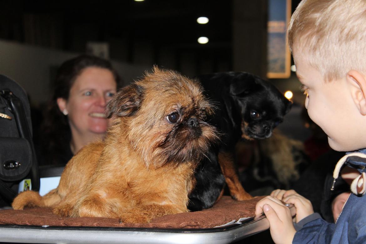 Griffon bruxellois Belle DKCH billede 15