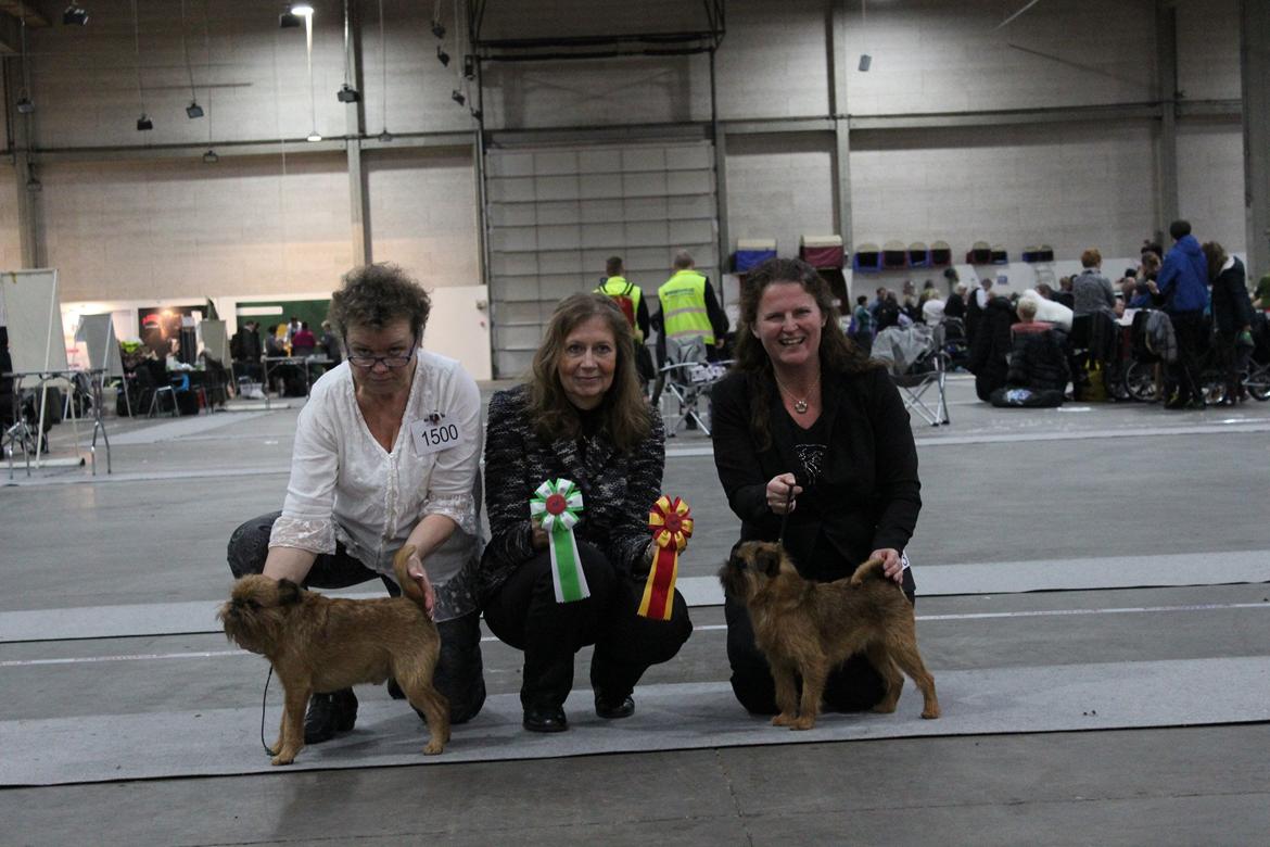 Griffon bruxellois Belle DKCH billede 17