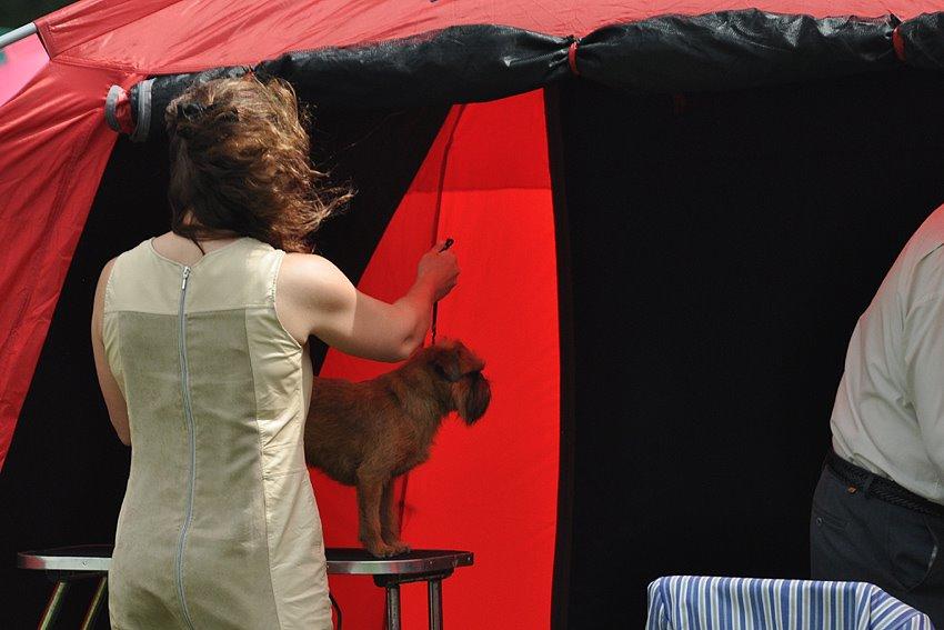 Griffon bruxellois Belle DKCH billede 26