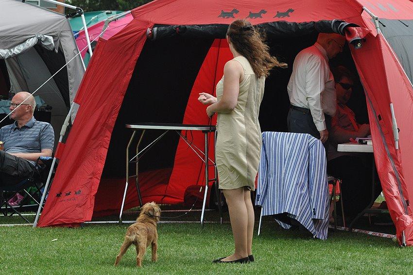 Griffon bruxellois Belle DKCH billede 24