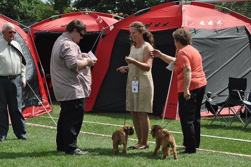 Griffon bruxellois Belle DKCH billede 29