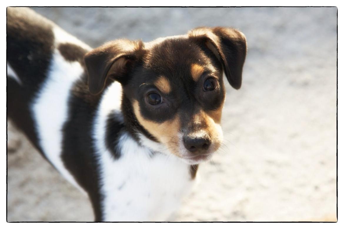 Dansk svensk gaardhund Balou billede 30