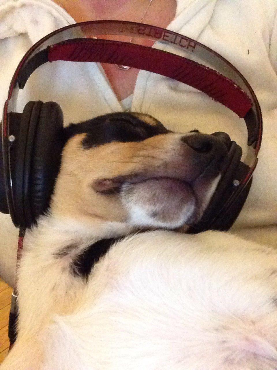 Dansk svensk gaardhund Balou billede 31