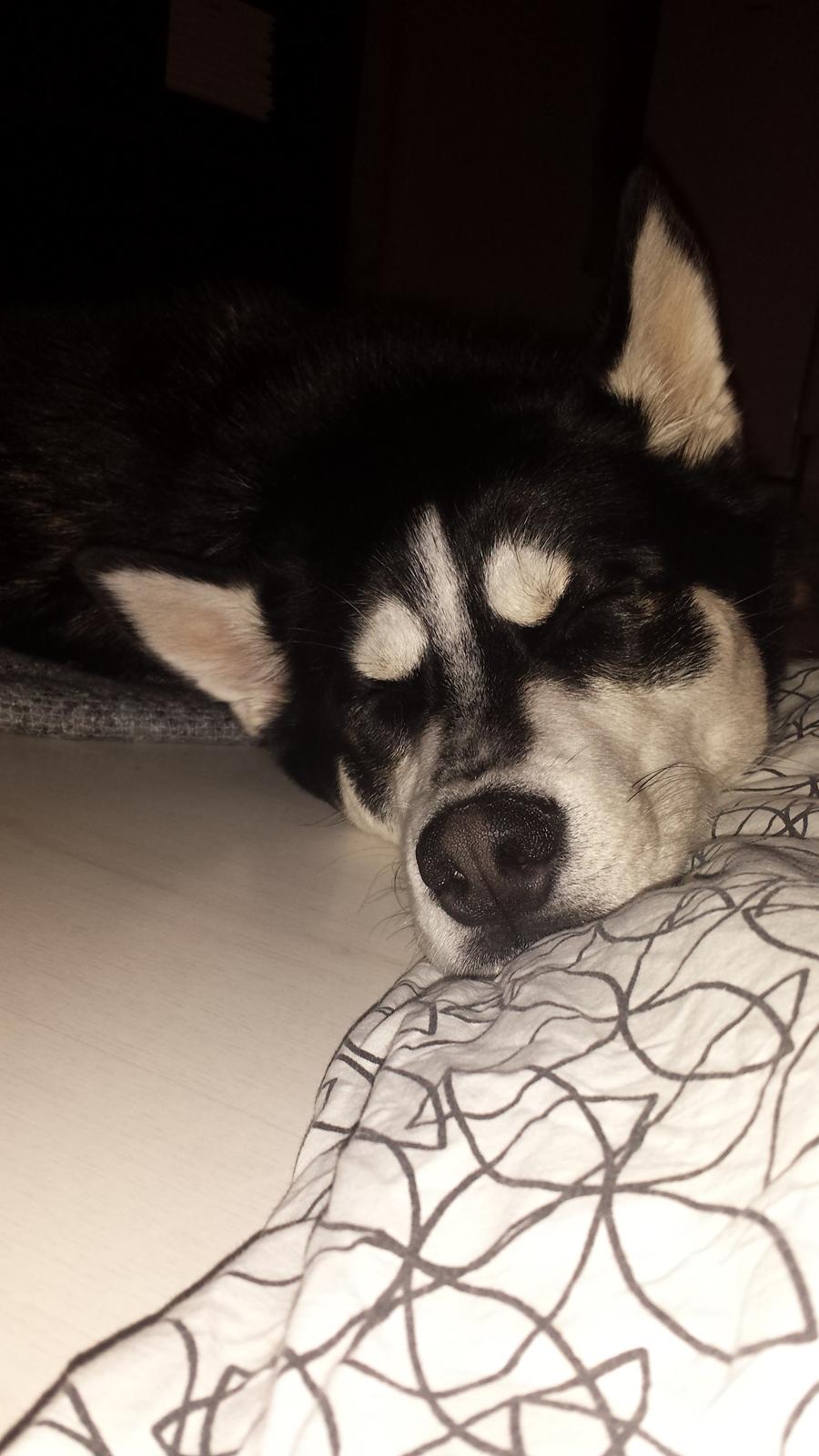 Siberian husky Diesel - Put sover :)  billede 34