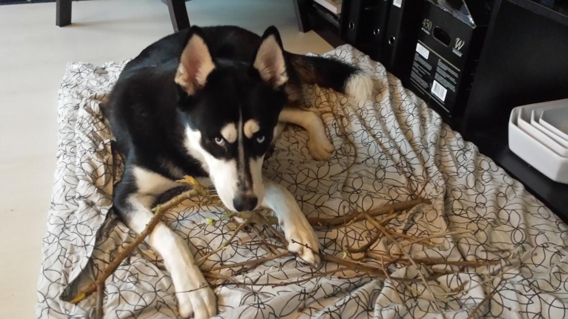 Siberian husky Diesel - Fik da lige hapset en pind med ind.. fyyy billede 35