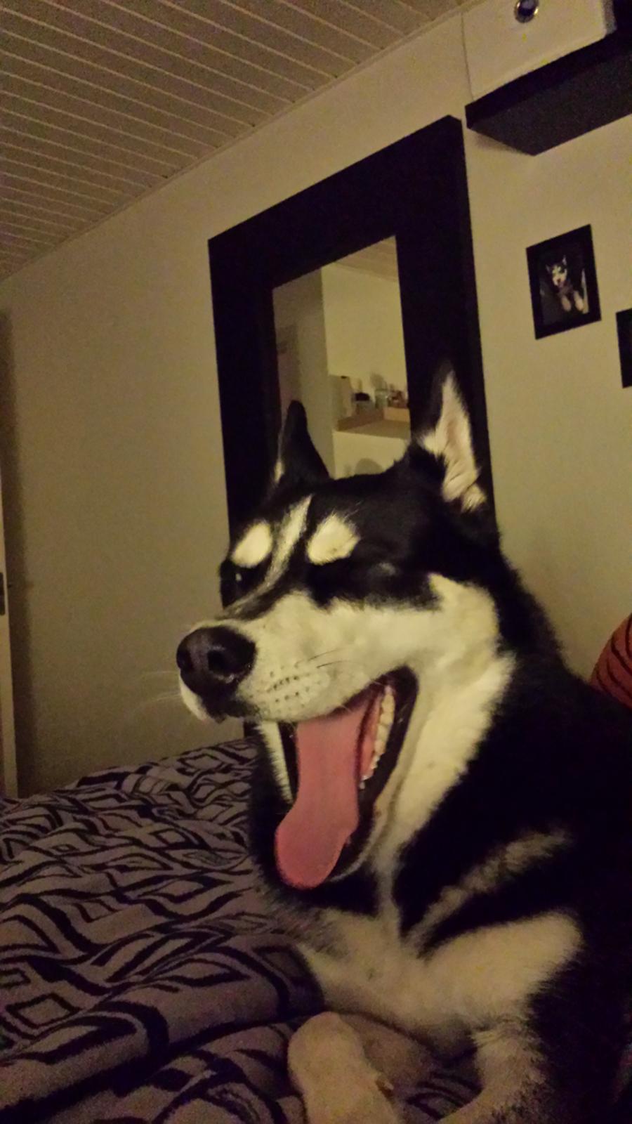 Siberian husky Diesel billede 36