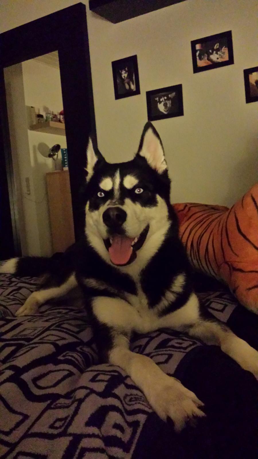 Siberian husky Diesel - Flot stor han hund :) billede 1