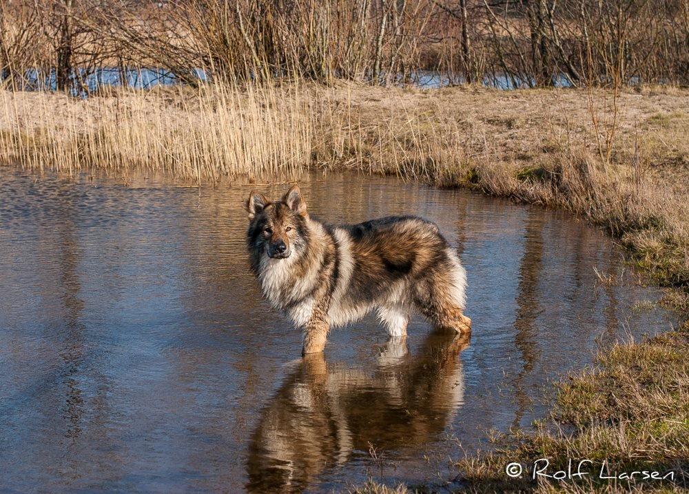 Tjekkoslovakisk ulvehund Roko billede 2