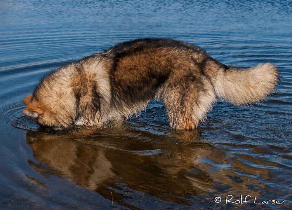 Tjekkoslovakisk ulvehund Roko billede 6