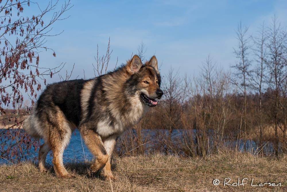 Tjekkoslovakisk ulvehund Roko billede 4