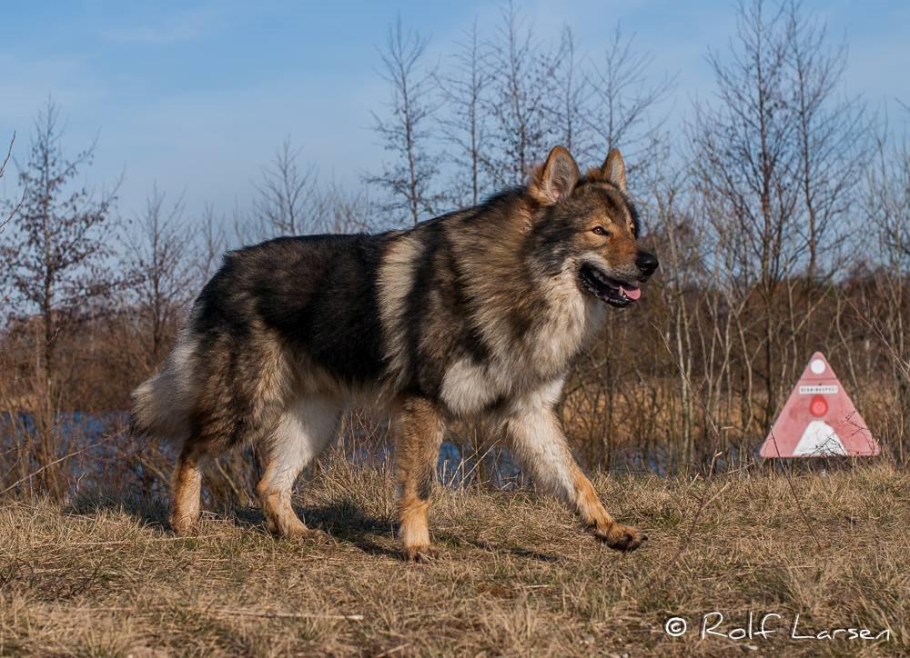 Tjekkoslovakisk ulvehund Roko billede 3