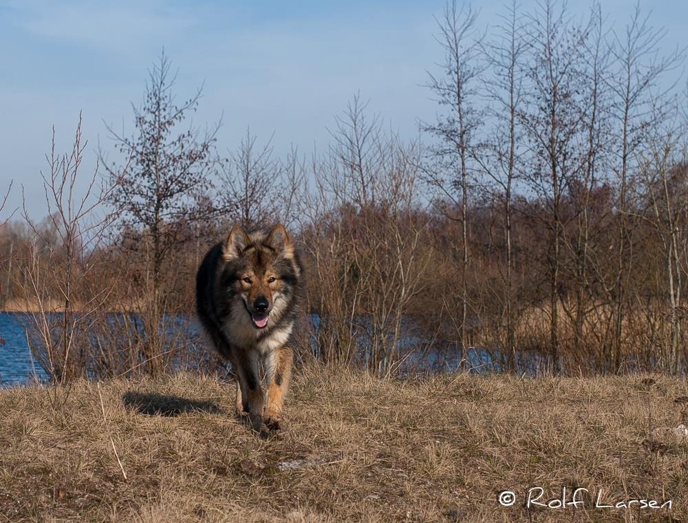 Tjekkoslovakisk ulvehund Roko billede 5