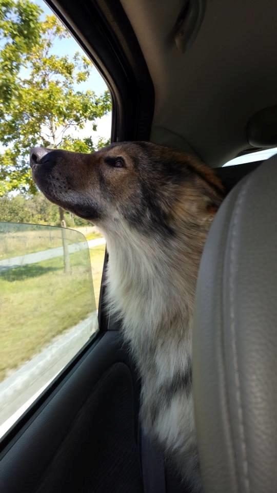 Tjekkoslovakisk ulvehund Roko billede 29