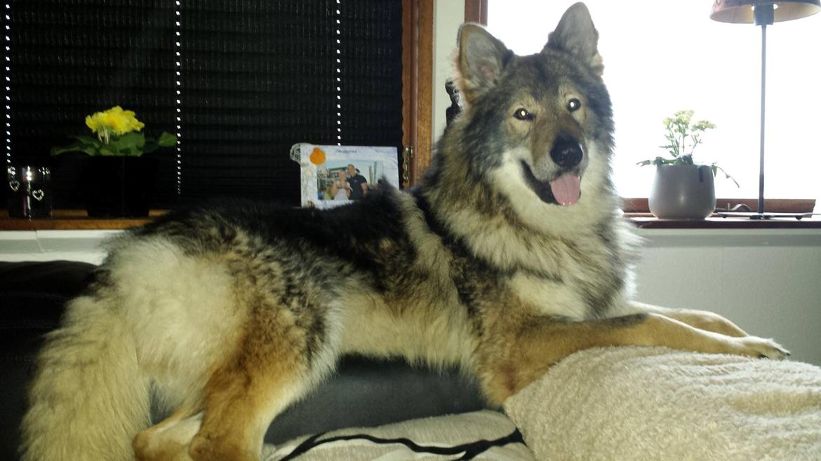 Tjekkoslovakisk ulvehund Roko billede 12