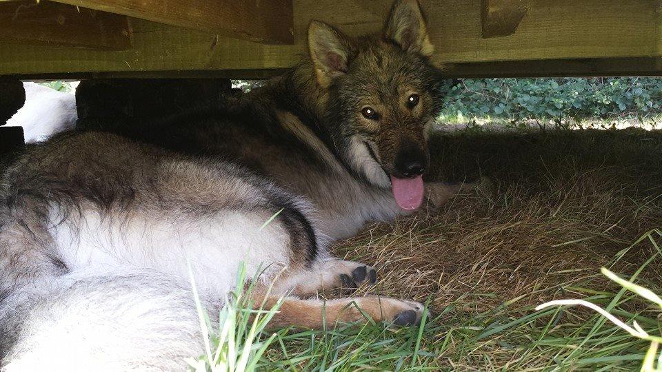 Tjekkoslovakisk ulvehund Roko billede 13