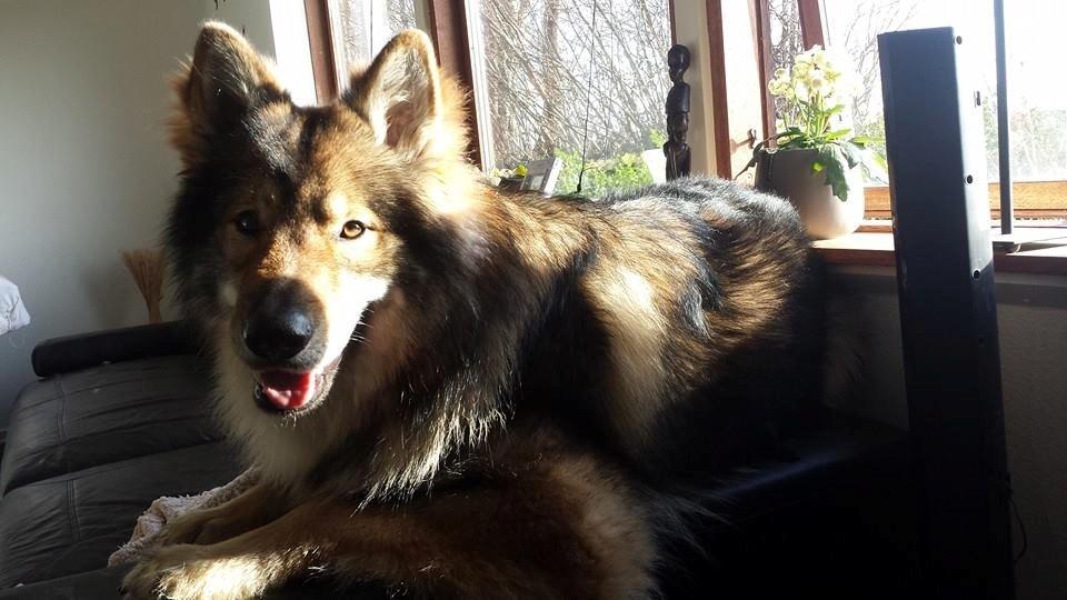 Tjekkoslovakisk ulvehund Roko billede 9