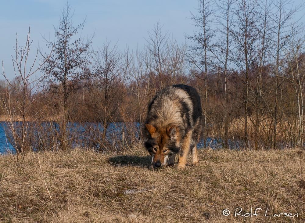 Tjekkoslovakisk ulvehund Roko billede 7