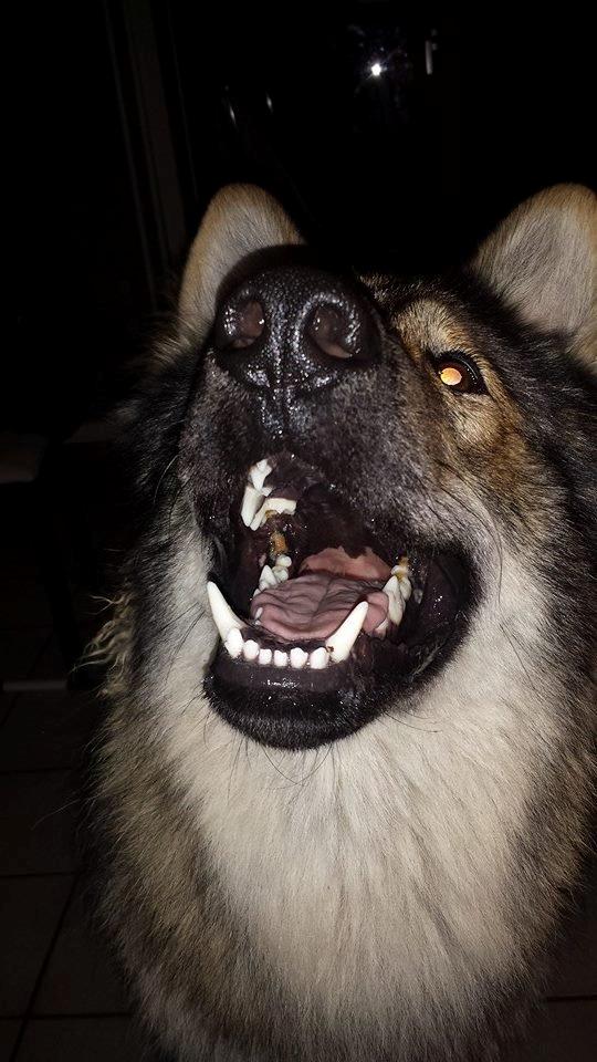 Tjekkoslovakisk ulvehund Roko billede 15