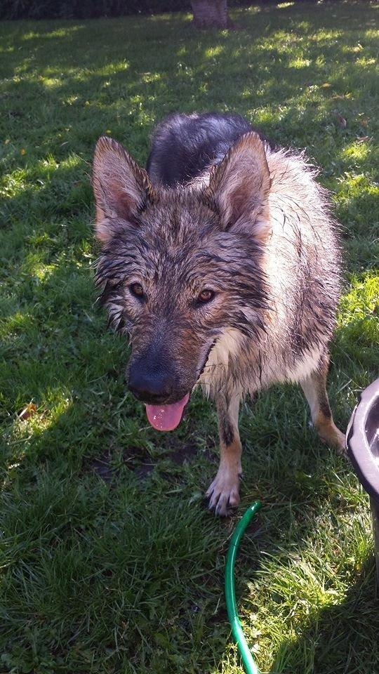 Tjekkoslovakisk ulvehund Roko billede 16