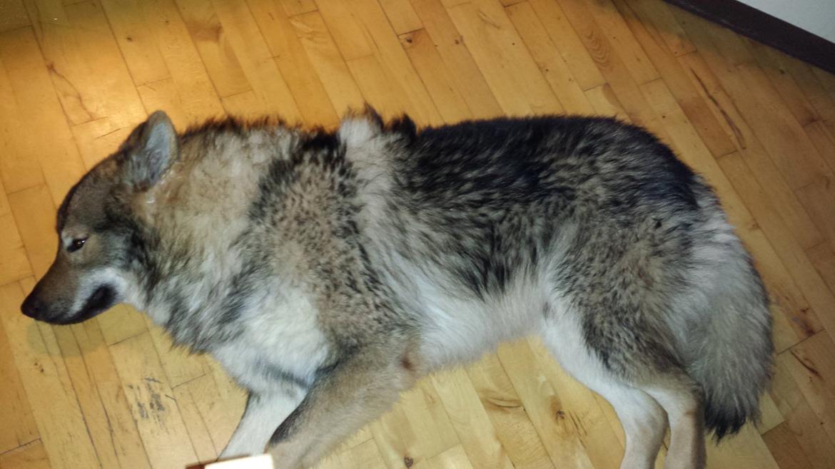 Tjekkoslovakisk ulvehund Roko billede 18