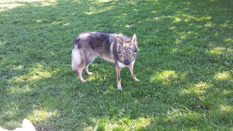 Tjekkoslovakisk ulvehund Roko billede 17