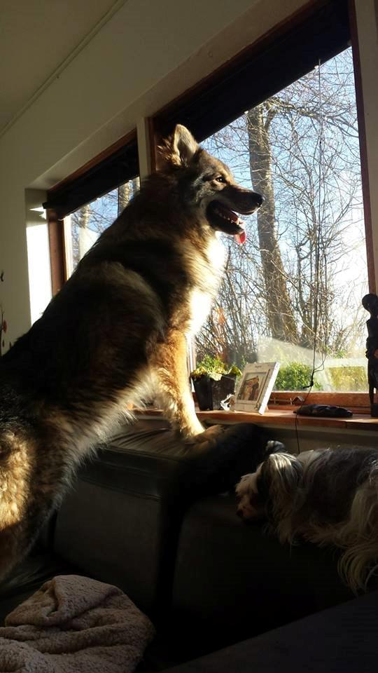 Tjekkoslovakisk ulvehund Roko billede 8