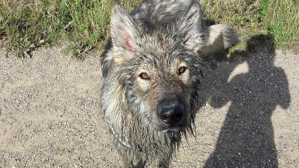 Tjekkoslovakisk ulvehund Roko billede 20