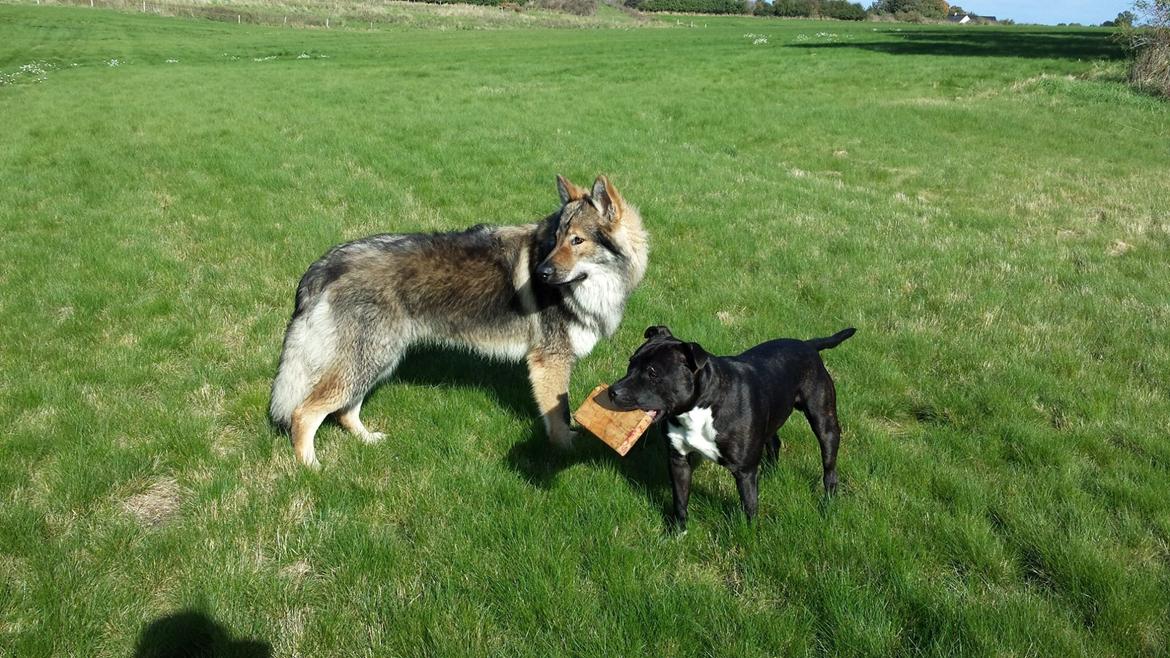 Tjekkoslovakisk ulvehund Roko billede 10