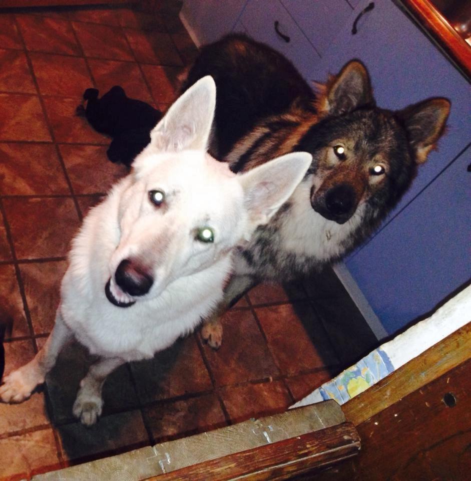 Tjekkoslovakisk ulvehund Roko billede 25