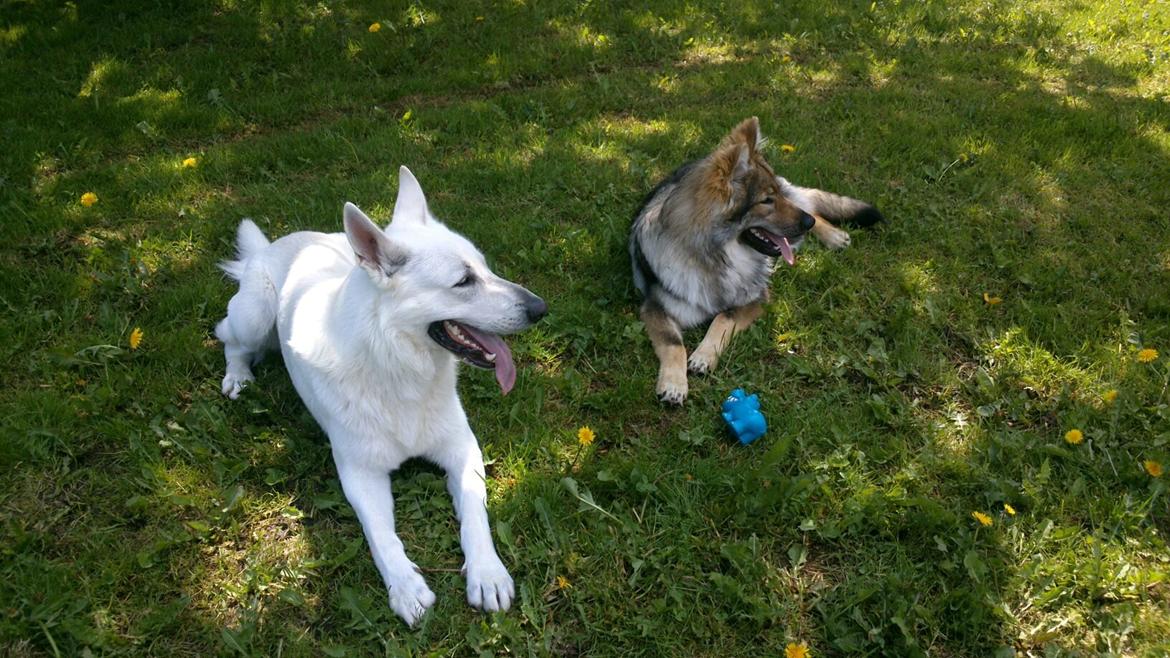 Tjekkoslovakisk ulvehund Roko billede 24