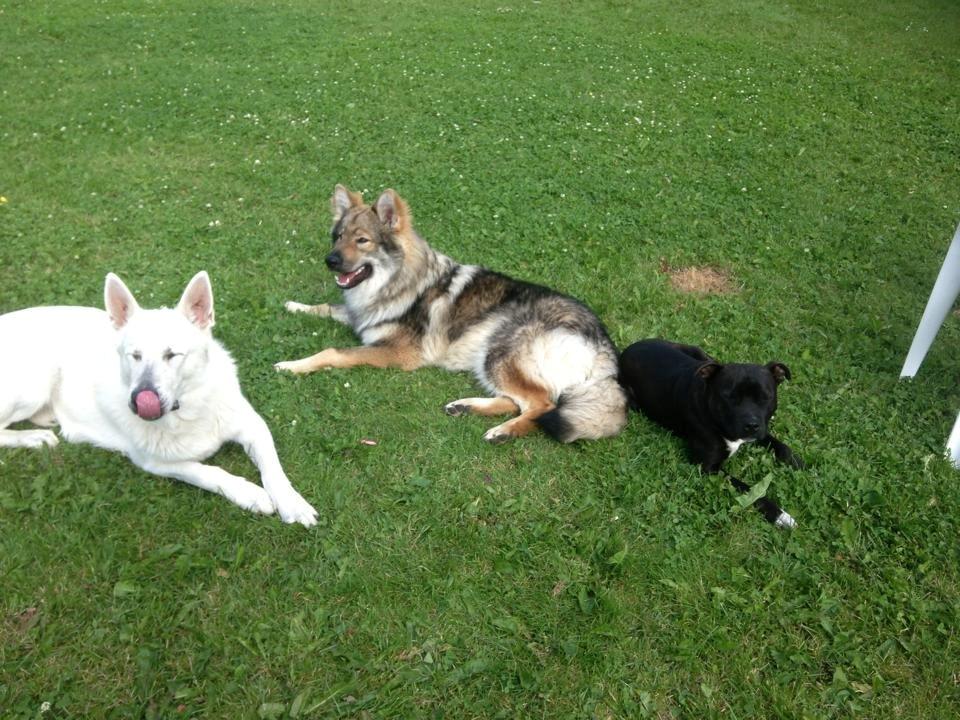 Tjekkoslovakisk ulvehund Roko billede 23