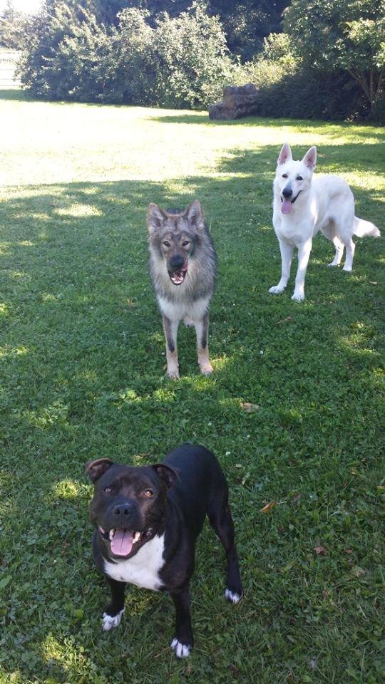 Tjekkoslovakisk ulvehund Roko billede 37