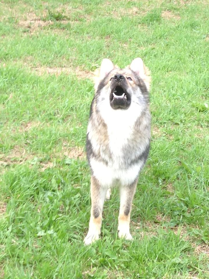 Tjekkoslovakisk ulvehund Roko billede 38