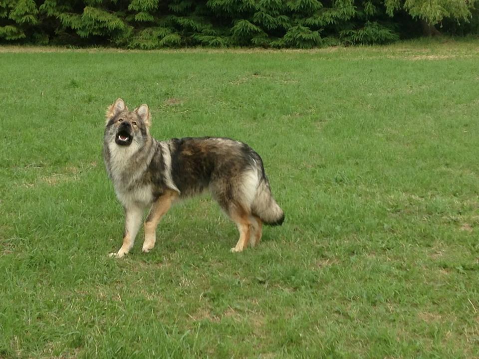 Tjekkoslovakisk ulvehund Roko billede 21